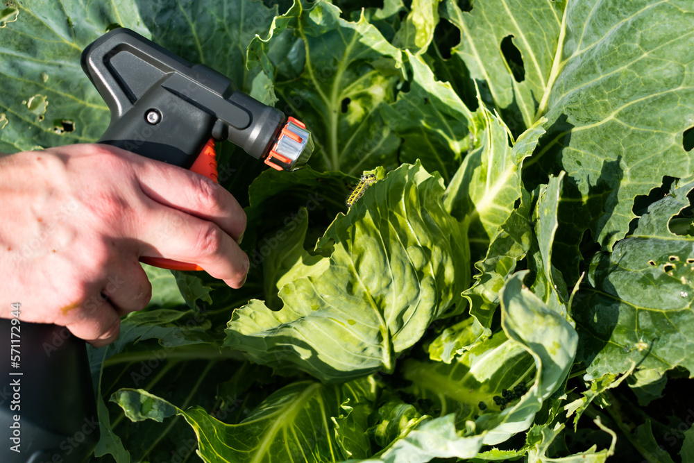 Natural cabbage treatment, spraying a natural mixture on the foliage to