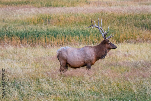 Wallpaper Mural A Bull Elk in Yellowstone National Park, Wyoming Torontodigital.ca