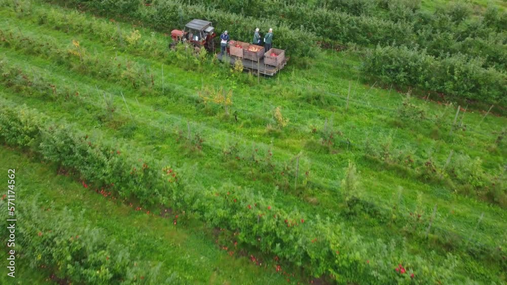 Arial: Apple Harvest from danish Apple field. Arial: Apple Harvest from danish Apple field.