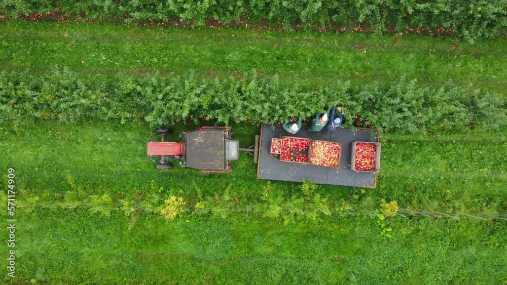 Arial: Apple Harvest from danish Apple field.