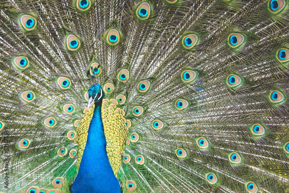 Obraz premium Peacock with beautiful expanded feathers