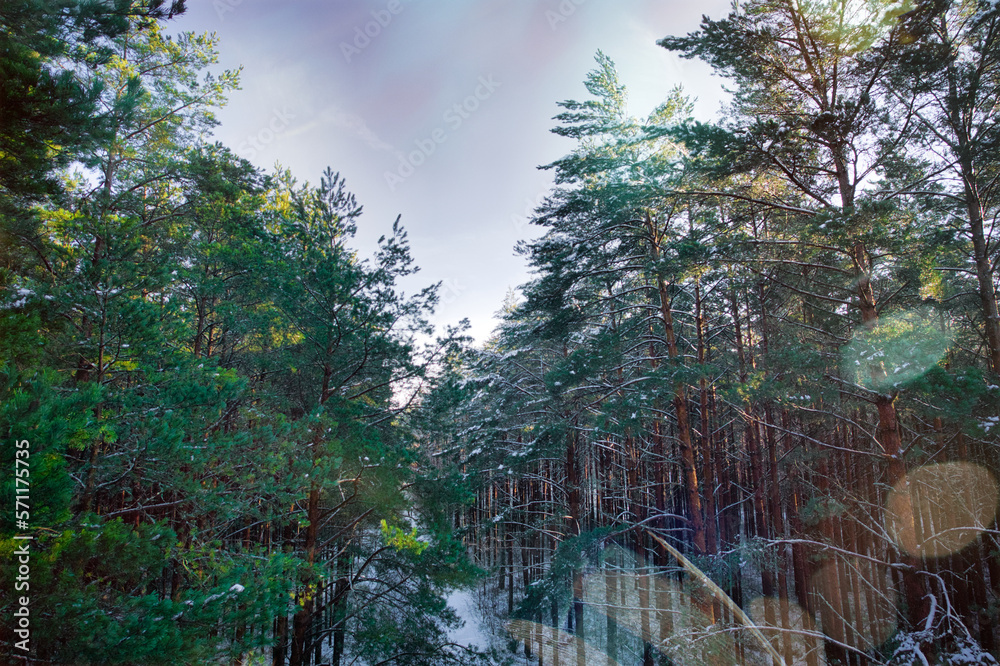 Obraz premium Drone aerial shot of green pine forests and spring birch groves with beautiful texture of golden treetops. Sunrise in springtime. Sun rays breaking through trees in mountains in golden time