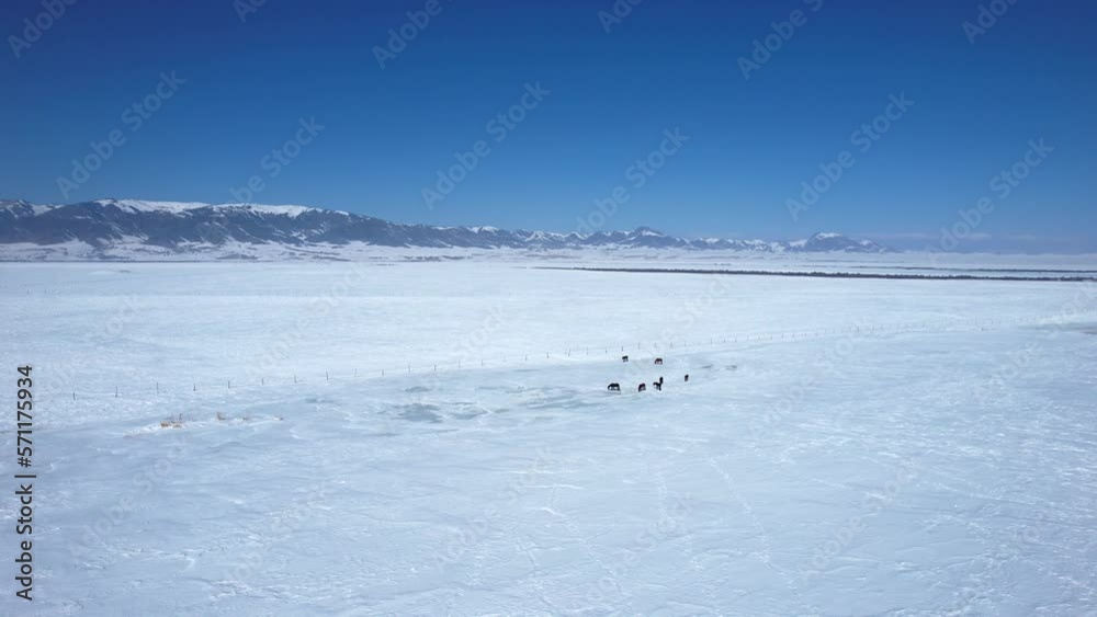 Horses go through the snow-covered steppe in the mountains. High quality 4k footage Horses go through the snow-covered steppe in the mountains. High quality 4k footage