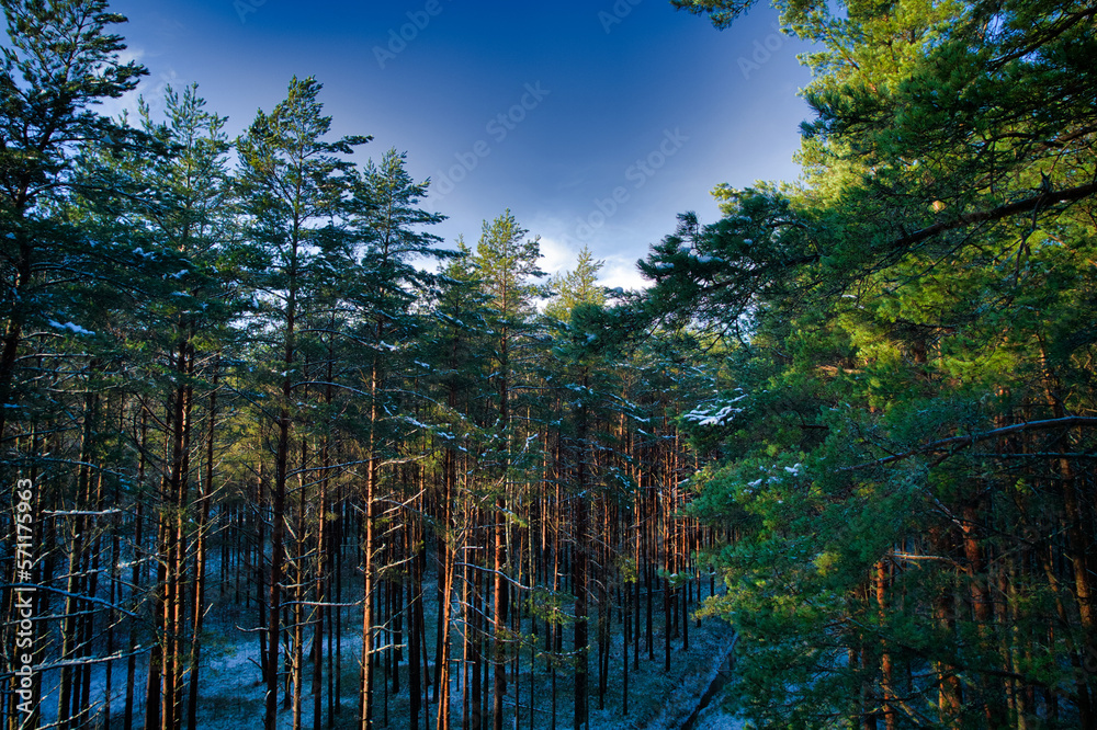 Drone aerial shot of green pine forests and spring birch groves with beautiful texture of golden treetops. Sunrise in springtime. Sun rays breaking through trees in mountains in golden time Drone aerial shot of green pine forests and spring birch groves with beautiful texture of golden treetops. Sunrise in springtime. Sun rays breaking through trees in mountains in golden time
