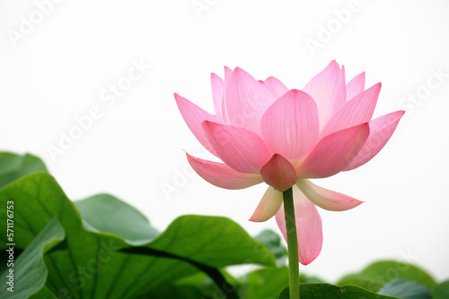 a bright lotus flower