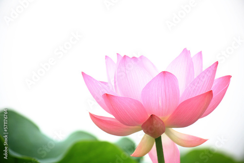 a bright lotus flower