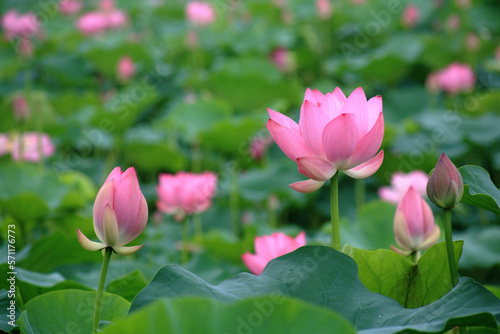 beautiful lotus flowers