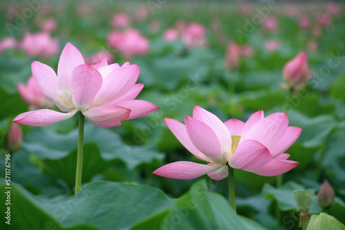 beautiful lotus flowers