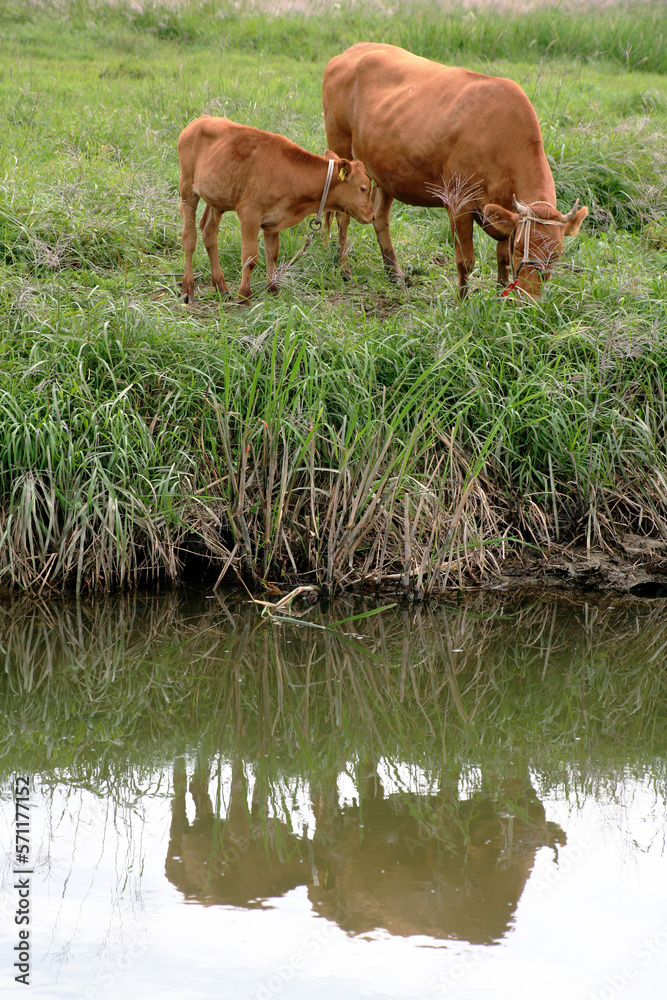 a mother cow and calf