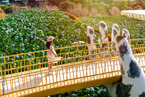 Young woman traveler enjoying with blooming hydrangeas garden in Dalat, Vietnam, Travel lifestyle concept photo