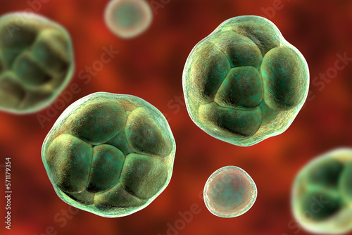 Prototheca wickerhamii algae, 3D illustration. Causes infection in human protothecosis seen as skin nodules photo