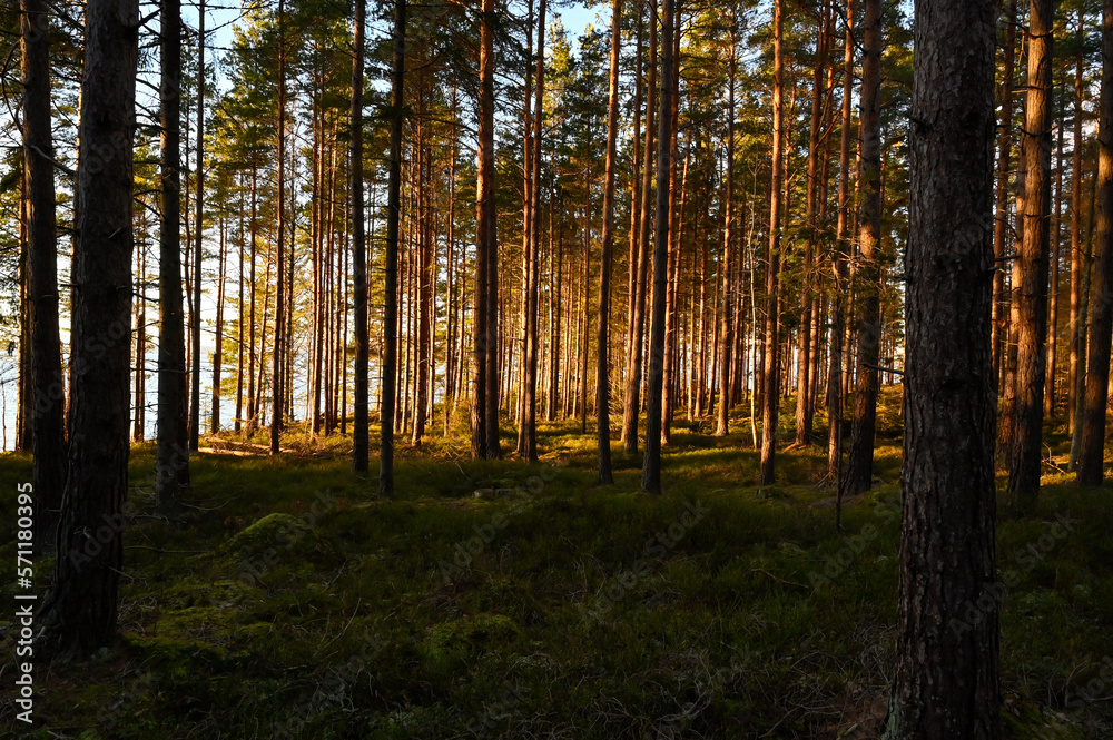 sunset light through pine forest with blueberry rice