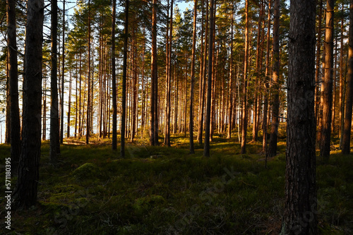 Fototapeta Naklejka Na Ścianę i Meble -  sunset light through pine forest with blueberry rice