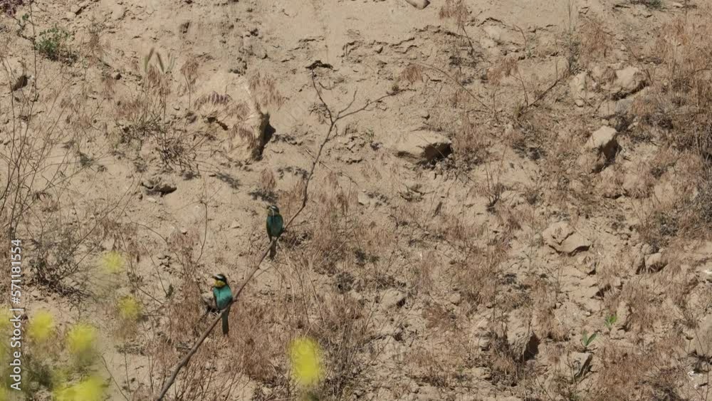 Bee Eater in the Danube Delta in Romania Bee Eater in the Danube Delta in Romania