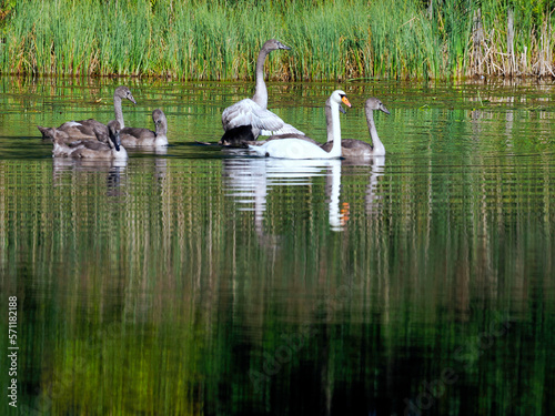 Rodzina Łabędzi niemych (Cygnus olor) w porannym letnim świetle na rzece #571182188