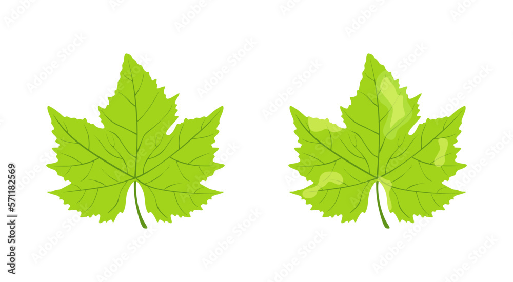 Leaf of grapes, Fungal diseases. Health and unhealthy grape leaves isolated on white background. Green leaf are damaged by fungi pathogen. Plant blight symptom. Plant disease, spots on the leaves. Fla Leaf of grapes, Fungal diseases. Health and unhealthy grape leaves isolated on white background. Green leaf are damaged by fungi pathogen. Plant blight symptom. Plant disease, spots on the leaves. Fla