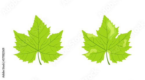 Leaf of grapes, Fungal diseases. Health and unhealthy grape leaves isolated on white background. Green leaf are damaged by fungi pathogen. Plant blight symptom. Plant disease, spots on the leaves. Fla
