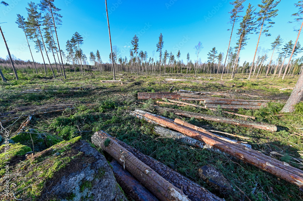 cutting area with stacked timber in Sweden