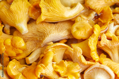  Yellow chanterelles mushrooms in the bucket
