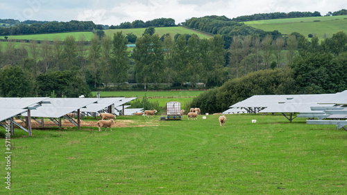 Example of UK agricultural diversity, with sheep grazing  land supporting arrays of solar panels. Areas underneath panels would otherwise be difficult to mow due to limited accessibility for machinery