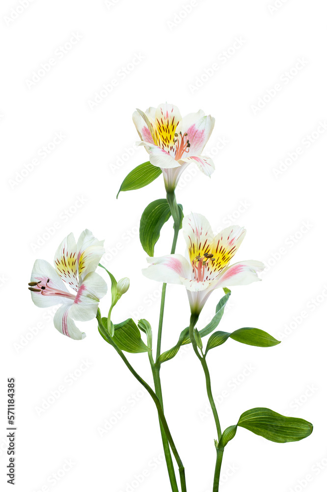 Obraz premium White Alstroemeria flower. Easter or Woman's day greeting card. Isolated on white background. Full Depth of field. Focus stacking.