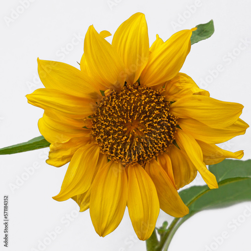 The yellow petals of a Dwarf Sunflower or Helianthus annus,  also known as a Pacino Gold flower photo