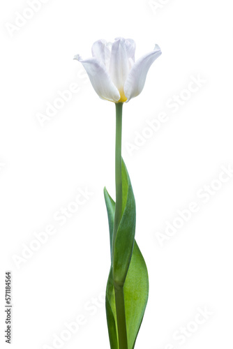 White tulip flower. Easter or Woman's day greeting card. Isolated on white background. Full Depth of field. Focus stacking. PNG