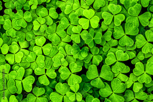 Background with green clover leaves for Saint Patrick's day. Shamrock as a symbol of fortune.