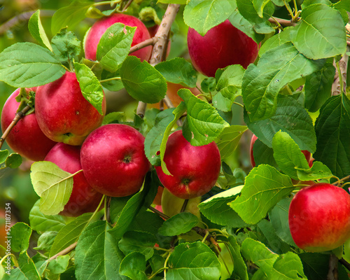 closeup of a branch of beautiful apple tree with big red apples in the sunny summer garden with bright and blurred background photo