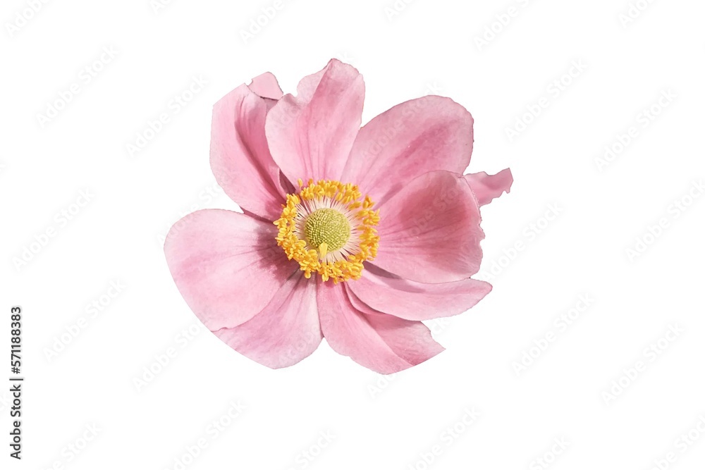 pink flower isolated on white pink flower isolated on white