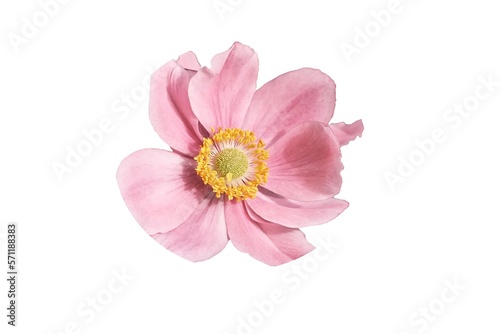 pink flower isolated on white