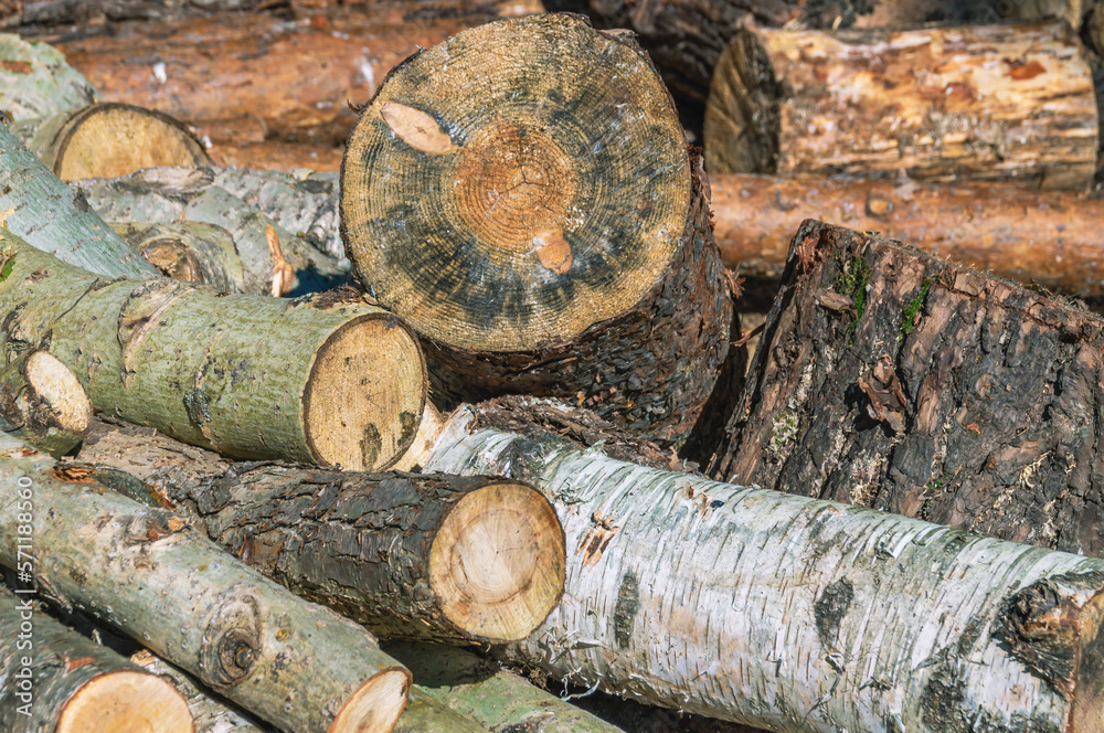 Sawn trees for heating the house in cold weather. Heating of the house. View of sawn wood for the fireplace. Firewood that needs to be chopped with an axe. Sawn trees for heating the house in cold weather. Heating of the house. View of sawn wood for the fireplace. Firewood that needs to be chopped with an axe.