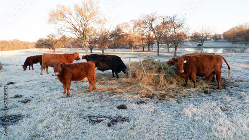 Cattle in a winter pasture eating hay on a frosty morning