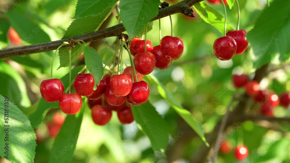Ripe cherries hanging on a cherry tree branch against green background. Fruits growing in organic cherry orchard on a sunny day Ripe cherries hanging on a cherry tree branch against green background. Fruits growing in organic cherry orchard on a sunny day