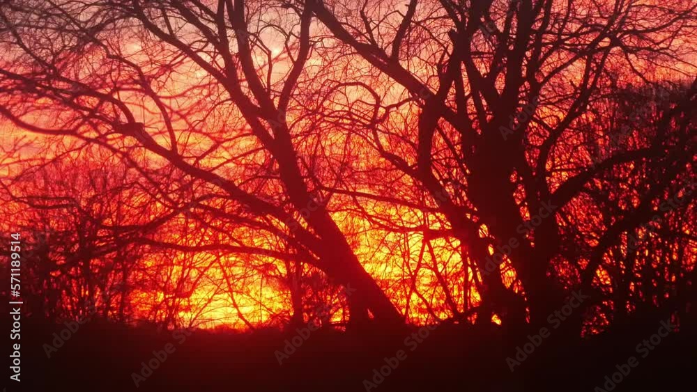 Fiery red vibrant sunrise through silhouetted autumn forest trees branches Fiery red vibrant sunrise through silhouetted autumn forest trees branches