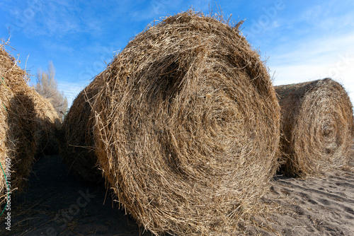 hay roll for cattle
