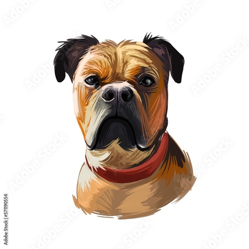 Perro de Presa Mallorquin dog portrait isolated. Digital t-shirt print and puppy cover design, clipart. Mallorquin Mastiff, Perro Dogo, Presa Canario Mallorquin, Majorcan Mastiff, Majorcan Bulldog. photo