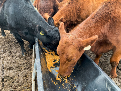 Cattle eating grain in feed trough closeup