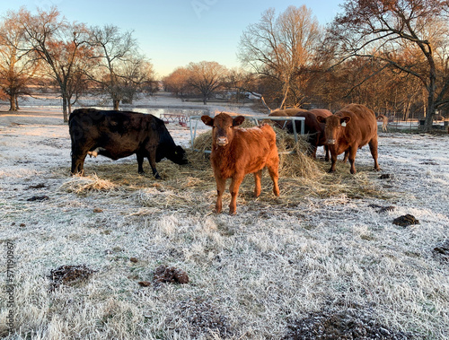 Cows eating hay in winter time with frosty morning