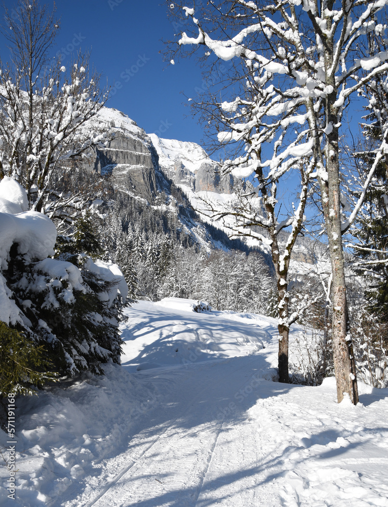 Winter landscape in the French Alps: snowy path in the forest