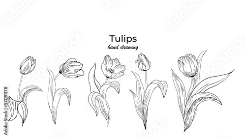 A large set of different original tulip flowers. Contour hand drawing
