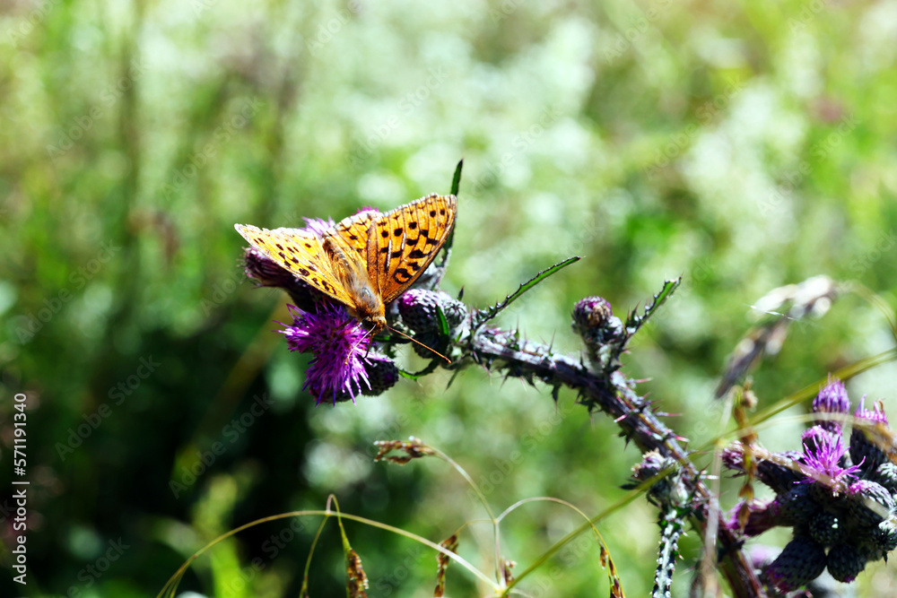 Barwny świat motyli w ich naturalnym dzikim środowisku - obrazy, fototapety, plakaty 