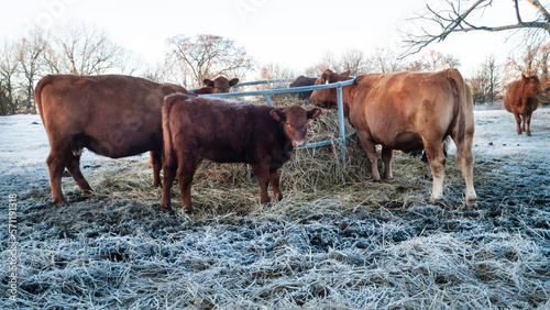 Cows eating hay in winter time with frosty morning