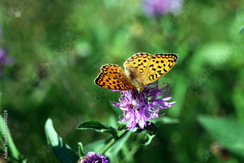 Barwny świat motyli w ich naturalnym dzikim środowisku