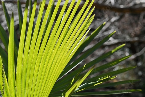 Palm tree leaves. Background material of the natural formative art. photo