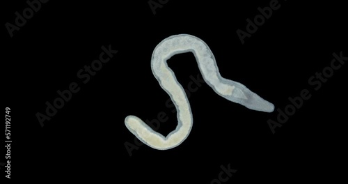 Nemertea worm under a microscope, class Hoplonemertea, order Monostilifera. The specimen was found in the White Sea. photo