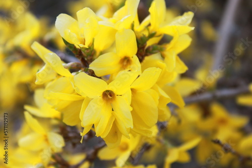 bright yellow blooming forsythia flowers