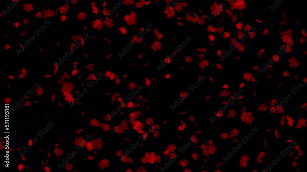 Red maple leaves animation in 4K Ultra HD, Beautiful animation with red leaves, Leaves flying in transparent background