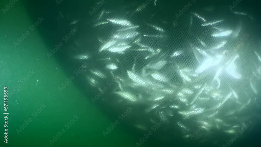 Fish inside a commercial fishing net: When fishermen start to lift the net and its volume decreases, the fish become crowded, they randomly poke into the net.