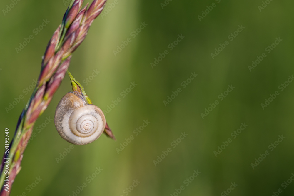 Snail shell attached to a blade of grass with green background, close-up.
Snail shell attached to a blade of grass with green background, close-up.
